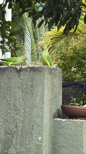 Rose-ringed Parakeet