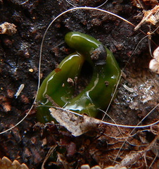 Othelosoma joburgi