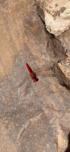 Scarlet Percher