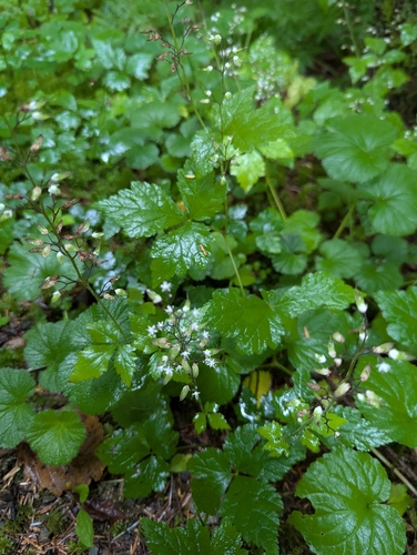 Threeleaf Foamflower