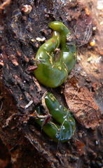 Othelosoma joburgi