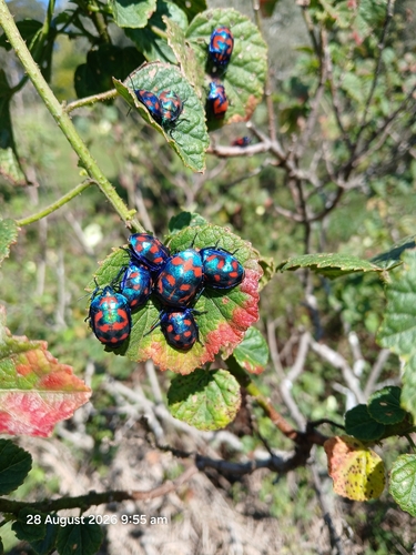 Hibiscus Harlequin Bug