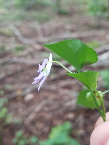 Viola rostrata, 2026-08-27