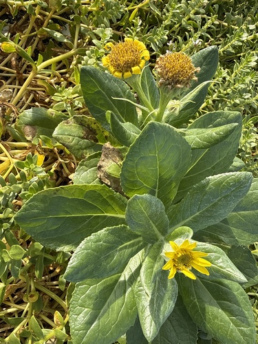 Seabeach Groundsel