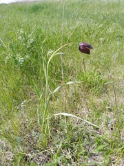 Fritillaria meleagroides