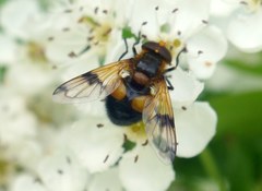Volucella inflata