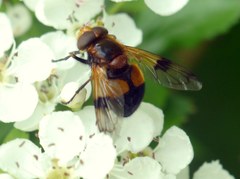Volucella inflata