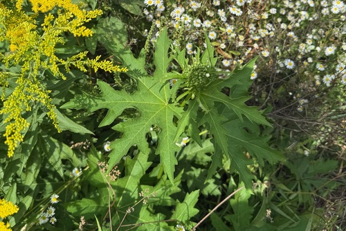 Napaea dioica, photograph 6
