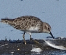 Least Sandpiper