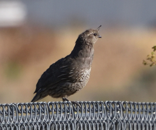 California Quail