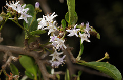 Ehretia rigida nervifolia