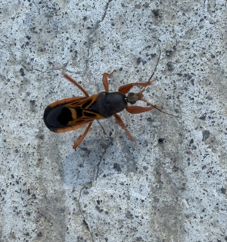 Ectomocoris elegans