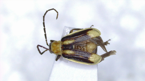 Western Corn Rootworm photo 5