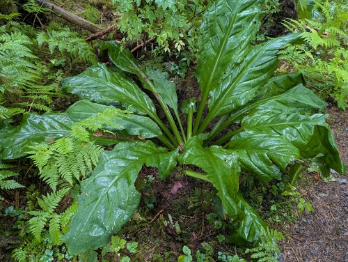 western skunk cabbage