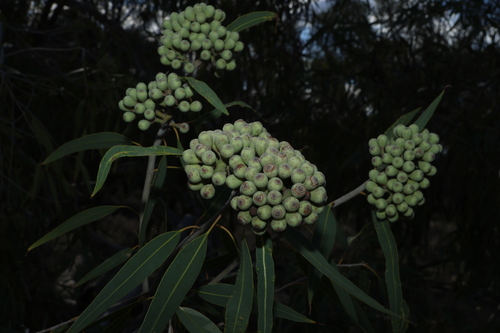Corymbia terminalis, photograph 1