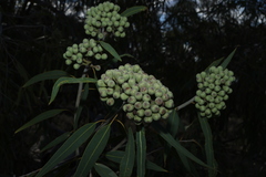 Corymbia terminalis, photograph (c) Greg Tasney, some rights reserved (CC BY-SA)