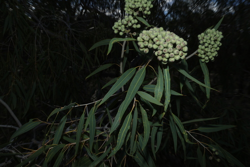 Corymbia terminalis, photograph 2