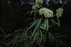 Corymbia terminalis, photograph (c) Greg Tasney, some rights reserved (CC BY-SA)