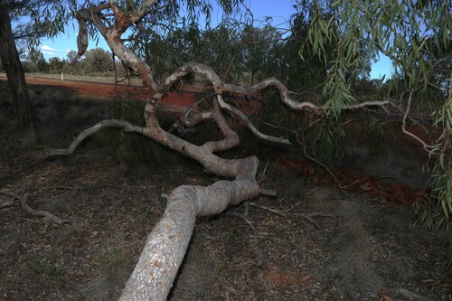 Corymbia terminalis