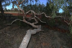 Corymbia terminalis