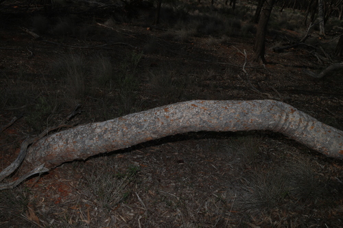 Corymbia terminalis, photograph 3
