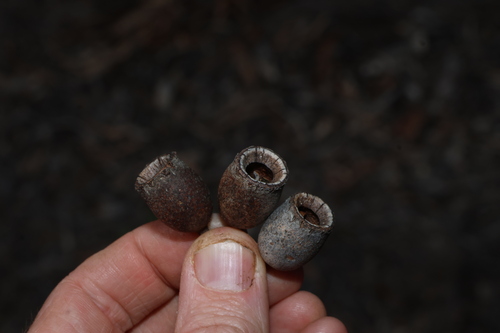 Corymbia terminalis, photograph 5