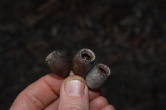 Corymbia terminalis, photograph (c) Greg Tasney, some rights reserved (CC BY-SA)