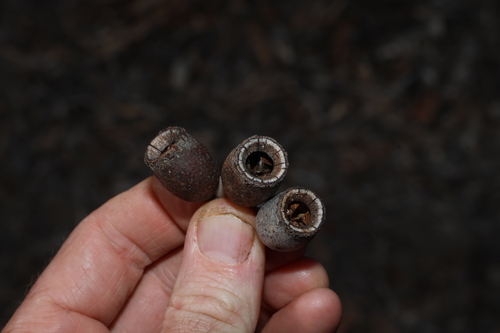 Corymbia terminalis, photograph 6