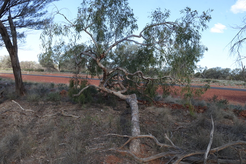 Corymbia terminalis, photograph 4