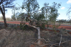 Corymbia terminalis, photograph (c) Greg Tasney, some rights reserved (CC BY-SA)