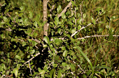 Ehretia rigida nervifolia