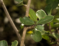 Ehretia rigida nervifolia