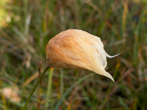 Eriophorum chamissonis, 2026-08-25