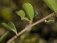 Ehretia rigida nervifolia