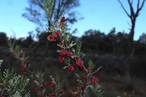 Dodonaea boroniifolia, photograph 4