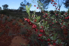 Dodonaea boroniifolia, photograph (c) Greg Tasney, some rights reserved (CC BY-SA)