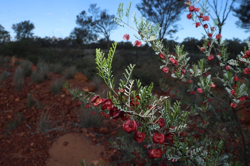 Dodonaea boroniifolia, photograph 2