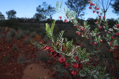 Dodonaea boroniifolia, photograph (c) Greg Tasney, some rights reserved (CC BY-SA)