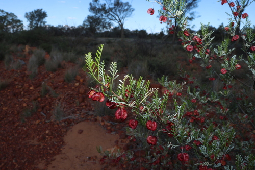 Dodonaea boroniifolia