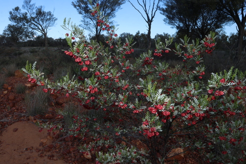 Dodonaea boroniifolia, photograph 3
