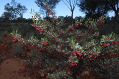 Dodonaea boroniifolia, photograph (c) Greg Tasney, some rights reserved (CC BY-SA)