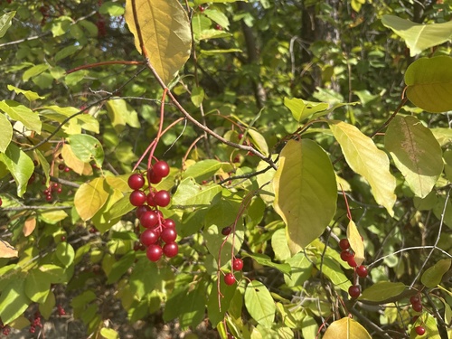 chokecherry