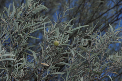 Acacia aneura, photograph 6