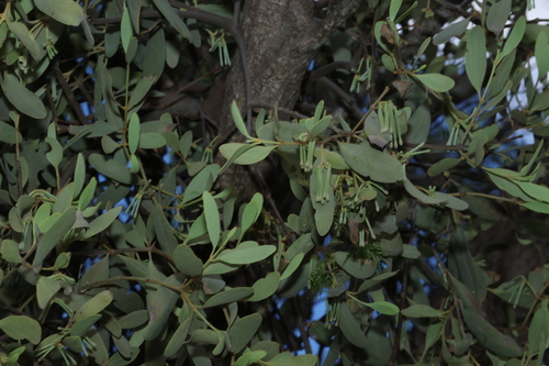 Amyema maidenii (Amyema maidenii)