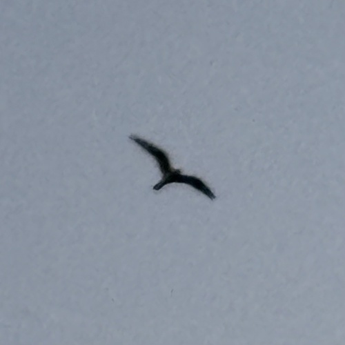 Common Nighthawk