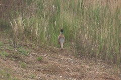 Phasianus colchicus karpowi