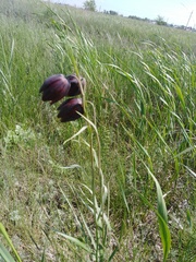 Fritillaria meleagroides
