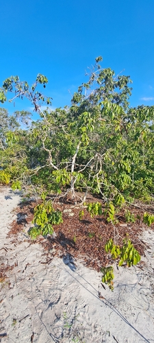 Chamaecrista ensiformis
