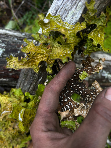 Tree Lungwort