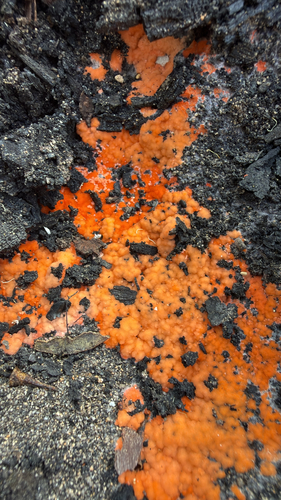 Pyronema omphalodes, 2026-08-28